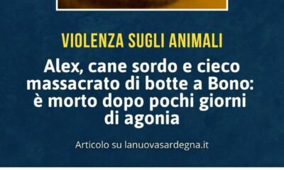 Alex, il cane sordo e cieco massacrato di botte muore dopo 3 giorni